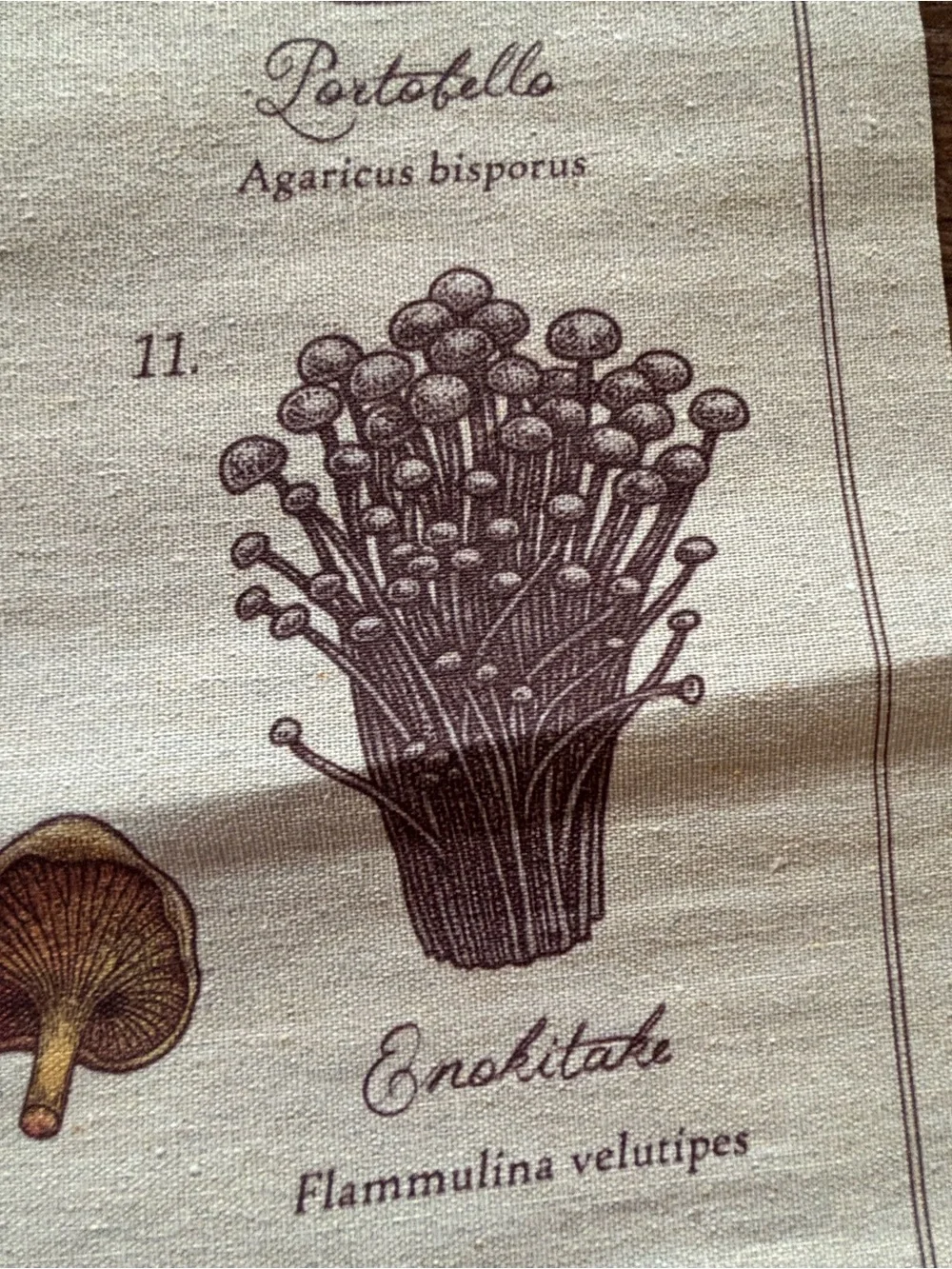 Mushrooms of the World Wall Hanging - Neutral Brown Canvas
